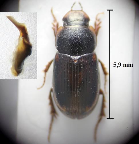 Réf. 239 334 : Agolius abdominalis pecoudi